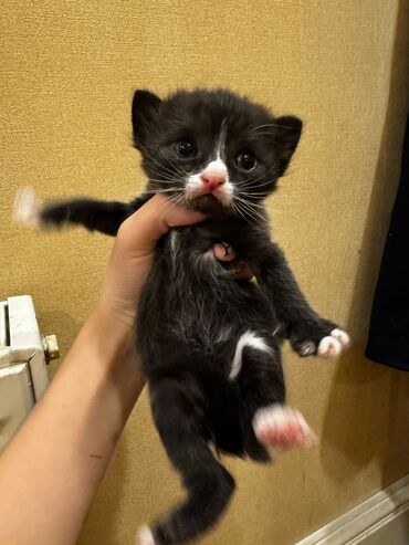 Pişiklər: Erkək, Dişi, Yaxşı əllərə, Ünvandan götürmə, Pulsuz çatdırılma — 6