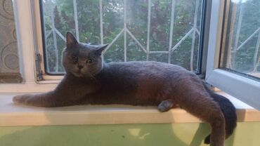 британский короткошерстный кот: Продам британского короткошерстного кота кострирован к лотку приучен