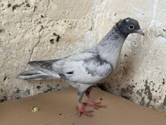 Göyərçinlər: Başlıq: Təcili 19 ədəd Təmiz Ebrəş satılır. Bir yuvanın Təsvir: - 19 — 7