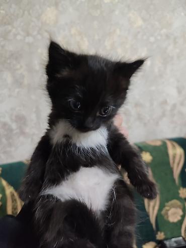 бесплатные котята: 3 месяца, Мальчик, Серый, Приучена к лотку, Проглистована — 3