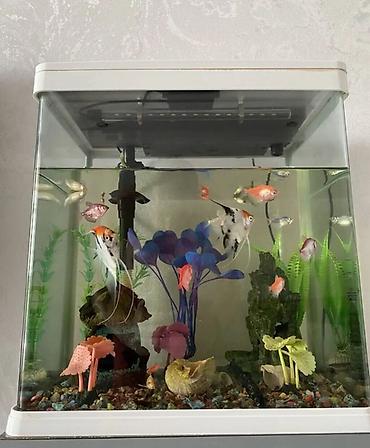 Dördbucaq akvarium, Balıqlarla birlikdə, 30 l lalafo.az -da Dördbucaq akvarium, Balıqlarla birlikdə, 30 l