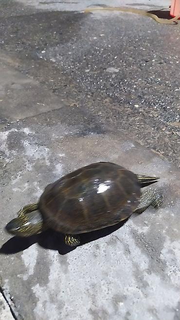 Аквариумы: Tısbağa 🐢🐢🐢🐢🐢 ünvan, Bakı şəhəri, Nizami metrosu yaxınlığında — 8
