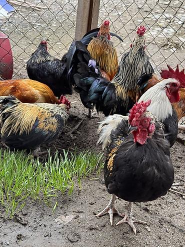 Куры, петухи: Продаю | Куры, Петух | Для разведения — 11