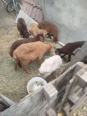 pekines ağ: Satış üçün quzu/qoyun sürüsü - Şəkillərdə müxtəlif rəngdə (ağ — 2