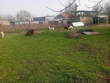 Козы, козлы: Продаю | Коза (самка), Козлёнок | Полукровка, Зааненская | На забой, Для разведения, Для молока | Племенные, Котные — 12