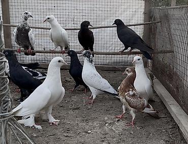 delfin goyərcin: Göyerçinler satılır 12 göyerçin. Tek tek satılmır — 9