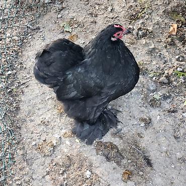 Toyuqlar: Toyuq, Damazlıq — 3