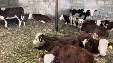 Коровы, быки: Продаю | | Герефорд, Голштин, Абердин-ангус | Племенные