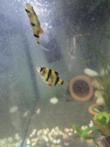 xiaomi akvarium: Akvaryum və tropik balıqlar dəsti Təkcə balıqlar-10 azn(9 barbus) — 3