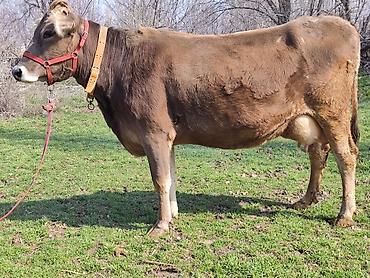 Коровы, быки: Продаю | Корова (самка), Бык (самец) | Швицкая | Для молока | После отела, Искусственник — 1