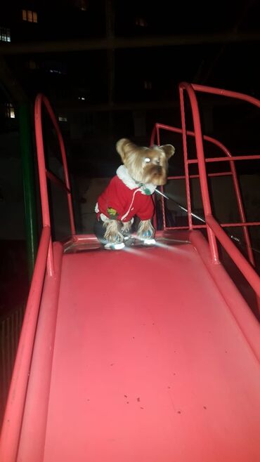 большая клетка для морской свинки: İt satılır temiz ev itirir hər şeyi vaxtdi vaxtında olunur