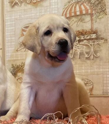 it satişi: Labrador-retriver, 2 ay, Erkek, Ünvandan götürmə