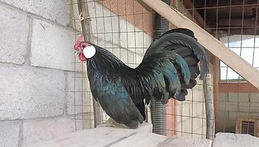 qarğa balası satılır: Minorka ag qulaq yumurtası satılır yalnız — 6