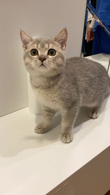 british golden: Ana: Scottish Fold Ata: British Golden shinshilla Saglam oynagan
