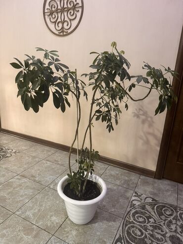садовые украшения: Шефлера (Schefflera) в напольном горшке. - Высокое комнатное растение