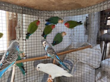 Tutuquşları: Fişer nerazlucnik ayrılmazlar maskvıy papuqayları bala verən cütlər — 9