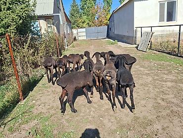 зоомагазин бишкек с животными: Продаю | Ягненок — 4