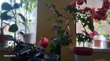 цветы ромашки: Детки бугенвилии
редкие цветы не капризные
быстро растут