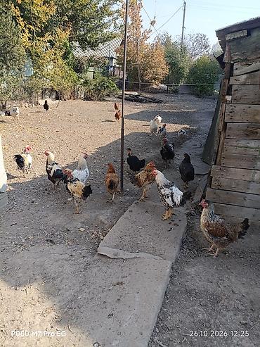 цыплята индюков цена: Продаю | Куры | Для разведения — 3