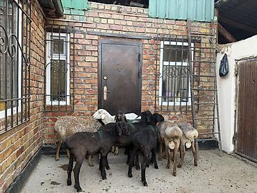баран самка: Продаю | Овца (самка) | Для разведения — 6