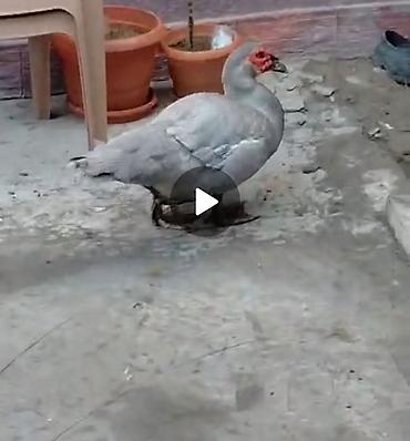 bulbul quşu: Bir erkek bir dişi lavanda satılır qiymət 100 manat — 1