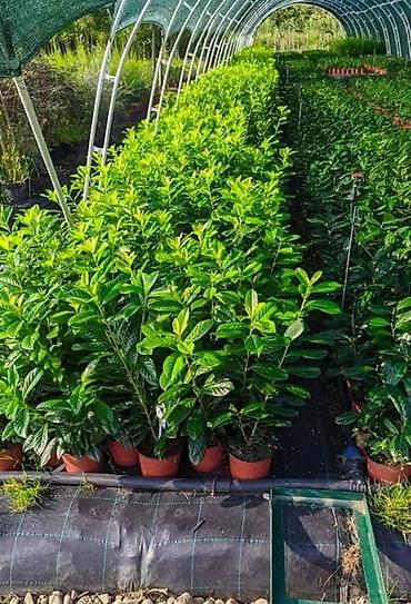 Semena i sadnice: Lovor višnja – sadnice u saksiji - Zimzelene sadnice Prunus — 4