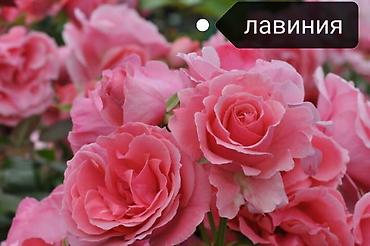 садовые розы: Саженцы — 1