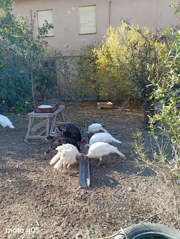 Hinduşka: Erkək, Damazlıq, Ünvandan götürmə — 6