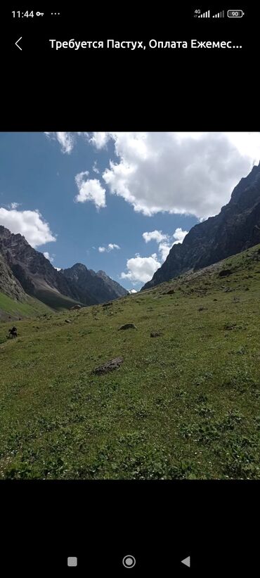 чабан менен жатып: Талап кылынат Чабан, Төлөм Жума сайын, Тамактануу