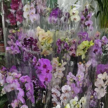 комнатные цветы фикус: Монстера Кастерианум Сансевиерии Стар Роуз, Канарейка