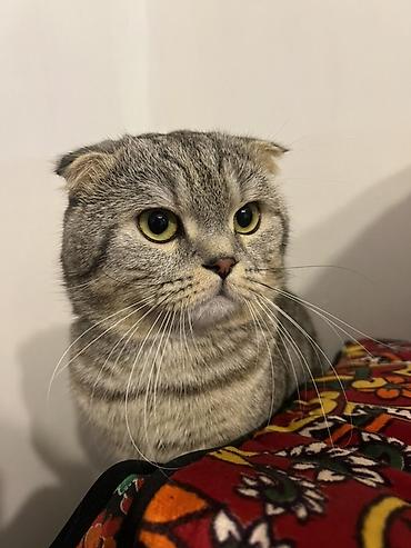 шотландская прямоухая кошка: Кошка даром: Скотиш Фолд (Шотландская вислоухая), 2 года, Мальчик, Приучена к лотку — 1
