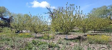 Ağaclar: Məhsul: Meyvə bağı (intensiv tipli) Təsvir: - Çoxillik meyvə ağacları — 5