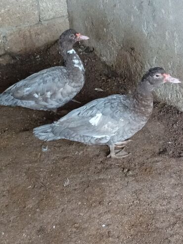 Digər heyvanlar: Salam şəkildə gördüyüvüz heyvanlar satılır 5 dənədi 2 erkək 3 dişidi — 3