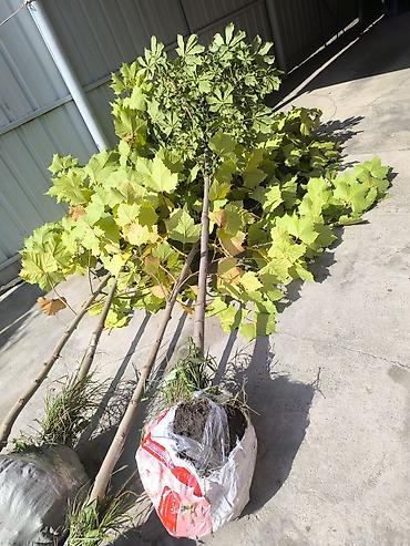 Туя: Туя — 18