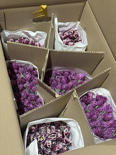 Букеты из живых цветов: Тюльпаны срезанные — оптом и в букетах - Ассортимент цветов: жёлтые at lalafo.kg — 4 Букеты из живых цветов: Тюльпаны срезанные — оптом и в букетах - Ассортимент цветов: жёлтые — 4