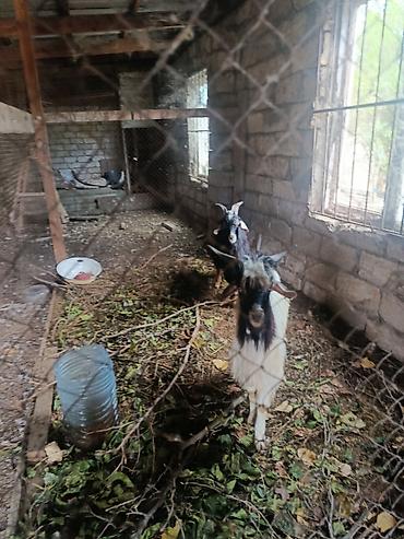 it ucun bit dermani: 15 kq 8 ayliq yerli heyvandi Şamaxıdan alinib. 11 kq balacadi çəpiş 4 — 1