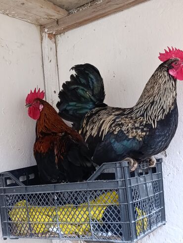 Toyuqlar: Toyuq, Damazlıq, Ödənişli çatdırılma, Ünvandan götürmə — 3