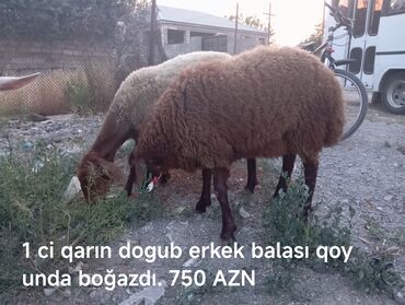 damazliq qoyun satisi: Erkək, Qala, il: 6, 1 kq, Ətlik, Damazlıq, Ünvandan götürmə