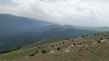 Bağ evlərinin satışı: Şəmkir, 100 kv. m, 3 otaqlı, Qaz, İşıq, Su -da lalafo.az — 17 Bağ evlərinin satışı: Şəmkir, 100 kv. m, 3 otaqlı, Qaz, İşıq, Su — 17