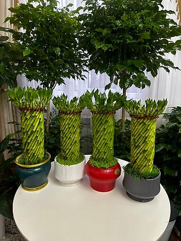 Комнатные растения: Декоративные композиции из «счастливого бамбука» (Dracaena sanderiana) — 2