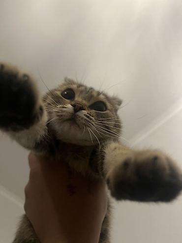 кошка вислоухая: Скотиш Фолд (Шотландская вислоухая), 7 месяцев, Девочка, Приучена к лотку, Проглистована, С документами — 5