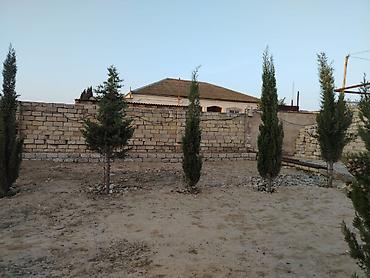 xan cinarı: ŞAM AĞACLARI SATILIR 🌲 20 ədəd sərv (şam) ağacı satılır. 📏 Hündürlüyü — 2