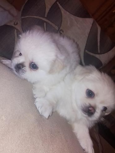 sirin it sekilleri: Pekines, 1 ay, Dişi, Peyvəndli — 9