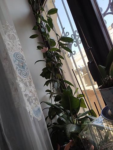 hoya gulu: Məhsul: Hoya carnosa (Vaksliyan/Vax gülü) – çiçəkli, sarmaşıq tipli — 6
