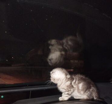 сиамская вислоухая кошка: Шотладская вислоухая at lalafo.az сиамская вислоухая кошка: Шотладская вислоухая