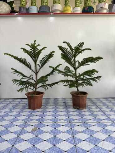 размеры угловой кухонной мебели: Араукария разнолистная (Norfolk Island Pine) в горшке. - Живое