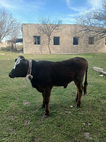 Dana, buzov: Diși göbəkli 7ayLlq disi danadlr. dananln anaslvə anaslnln anaslda — 23