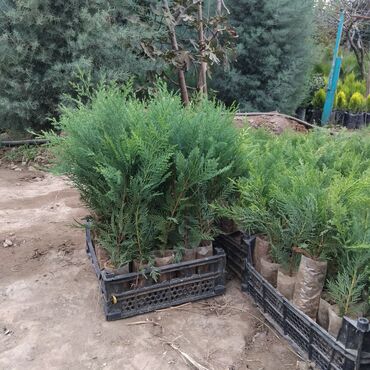 suse qab: Leylandra tingi - Növ: Thuja/ardıc tipli dekorativ iynəyarpaq
