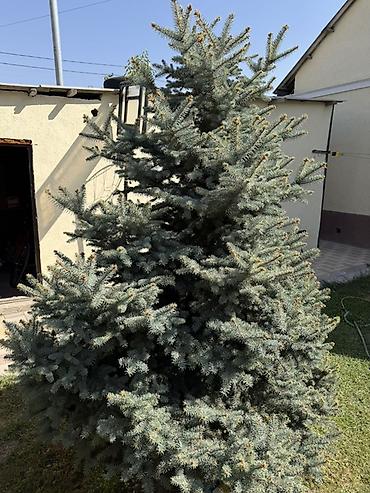охрана на дачу: Продаётся голубая ель (ель колючая) 🌲 Красивое, взрослое дерево — 5
