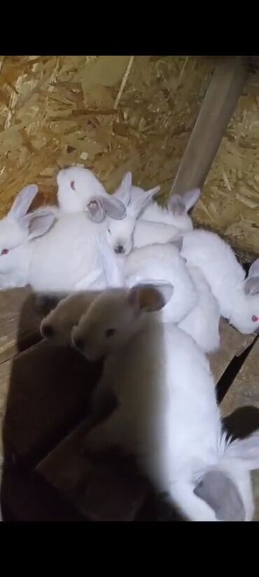 милые животные: Крольчата колифы 40 дней 9 штук 3 самца 6 самок по 350 сом и один
